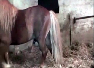 Powerful mustang is banging a chick
