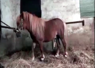 Powerful mustang is banging a chick