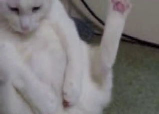 White cat is trying to jerk his dick