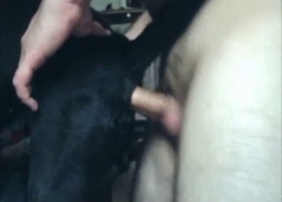 Man is putting his small penis in the asshole of a dog