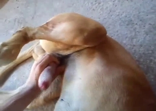 The asshole of this animal gets totally gaped
