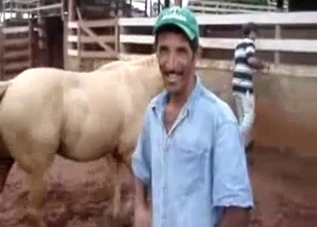 White stallion is using a brown mare for steamy sex