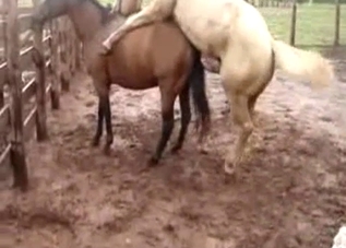 White stallion is using a brown mare for steamy sex