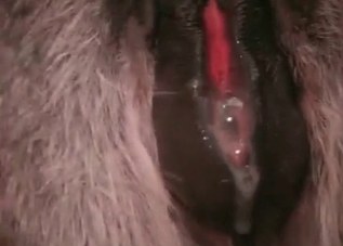 Sexy beast is being fucked with a big boner