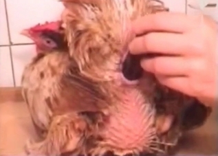 Passionate animal gets fucked with a big toy