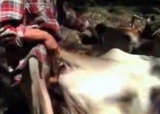 Sensual cow is being fucked on the farm