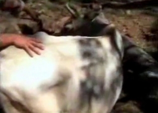 Sensual cow is being fucked on the farm