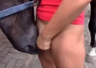 Lovely model is getting her twat licked by a small horse