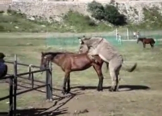 Awesome mule is trying to fuck a horse
