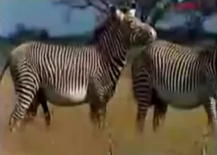 Two sexy zebras are banging in the desert