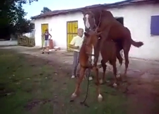 Stunning stallions have sex at the farm