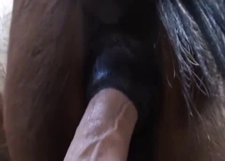 Stretching horse anus with a big sex tool
