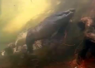Two crocodiles are screwing underwater