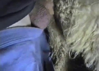 Sheep got anally impaled from behind