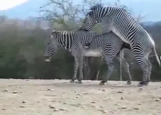 Big desert zebras fuck in doggy style