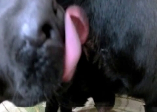 Amazing bestiality entertainment that is really hot