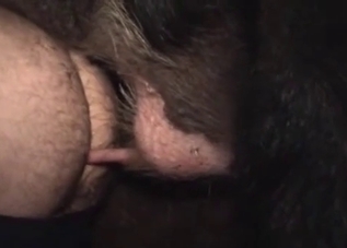 The tight crack of a zoophile is totally stuffed by an animal cock