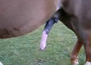Horse dick is a perfect tool for bestiality XXX