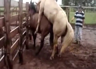 White stallion is using a brown mare for steamy sex