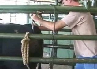 Perverted farmer takes sexual care of his black cow