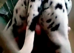 Big hound is fucking a zoophile