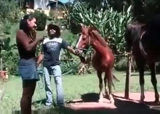 Powerful horse can’t stop pleasing a zoophile