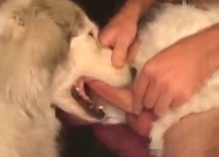 Aggressive blowjob is the best gift for this zoophile
